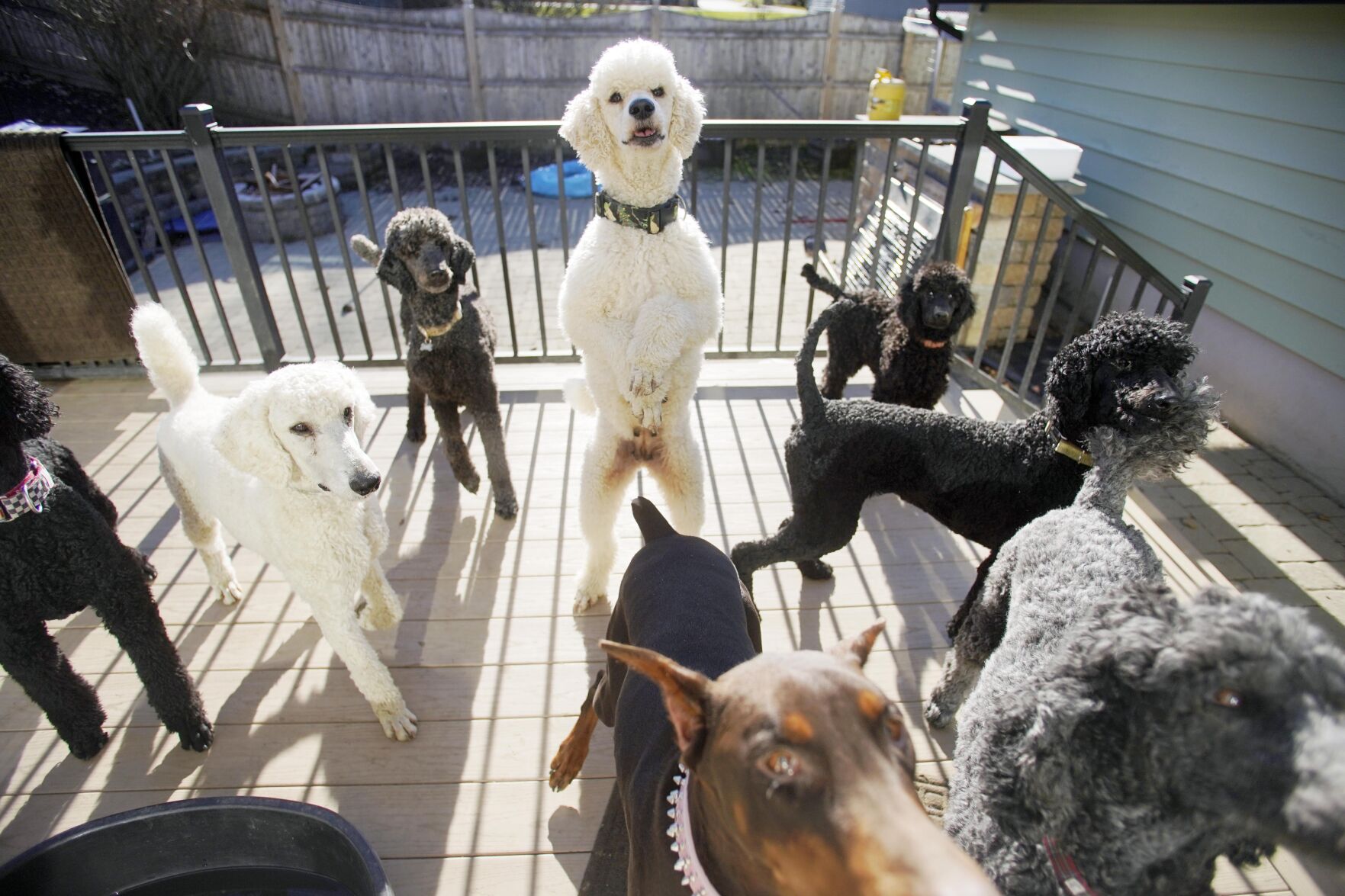 Poodles gathered in pen